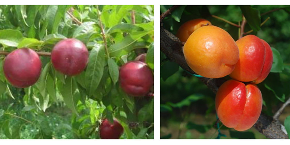 Pesco e albicocco al centro della mostra pomologica organizzata da Ri.Nova